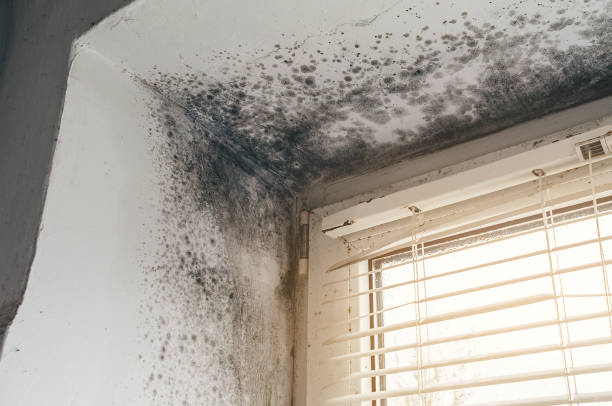 Affordable Mold Cleanup solutions in Brunswick, MD